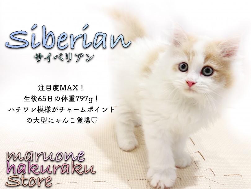 【 サイベリアン 】ハチワレ模様が特徴！猫アレルギーが気になる方は必見の種類！