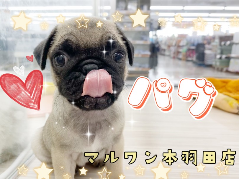 【 パグ 】しわしわなお顔が可愛すぎる！愛嬌たっぷりな癒し系わんこ登場！