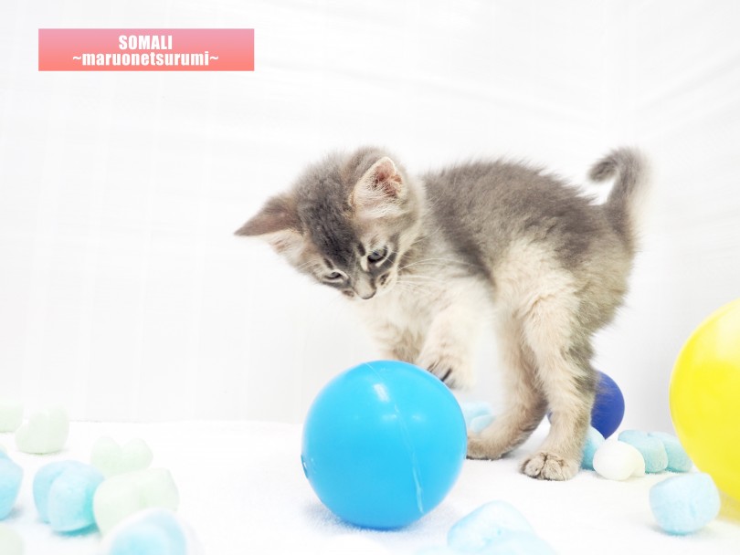 おもちゃでの遊びでは子猫らしく活発に動く姿を見せてくれました | ソマリ （713820） - 横浜 鶴見店
