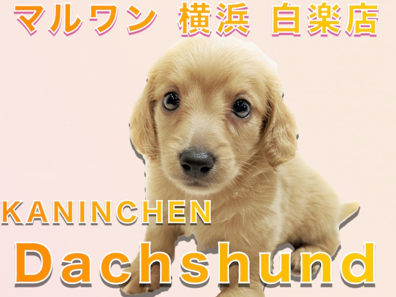 【 カニンヘン・ダックスフント 】小柄で元気が特徴的！初心者でも飼いやすいワンコ