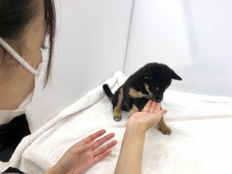 甘噛みの訓練風景 | 柴犬 (118586) - 城山店