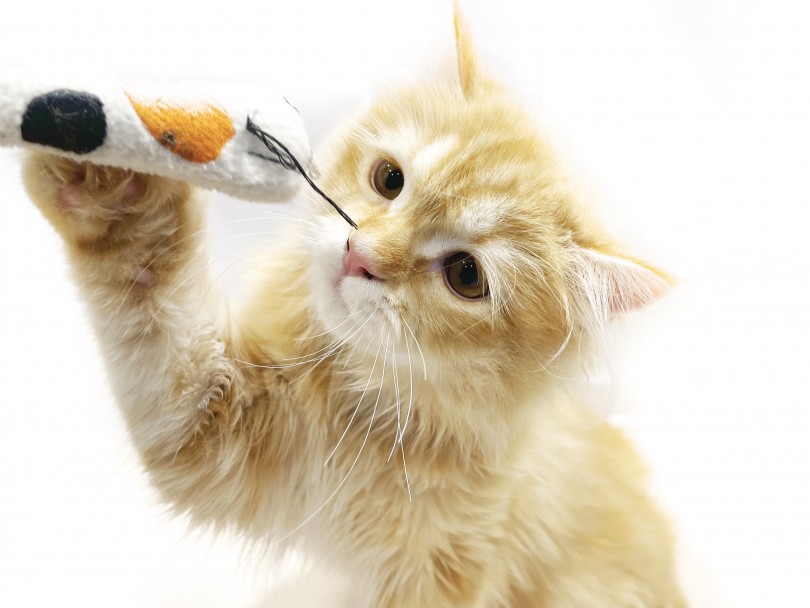 とってもフレンドリーな性格で、特に猫じゃらしで遊ぶのが大好き！ | ラガマフィン （11847） - 横浜 白楽店