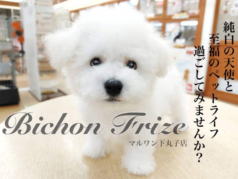 【 ビションフリーゼ 】抜け毛が少ないぬいぐるみ犬登場！穏やかな性格は必見です