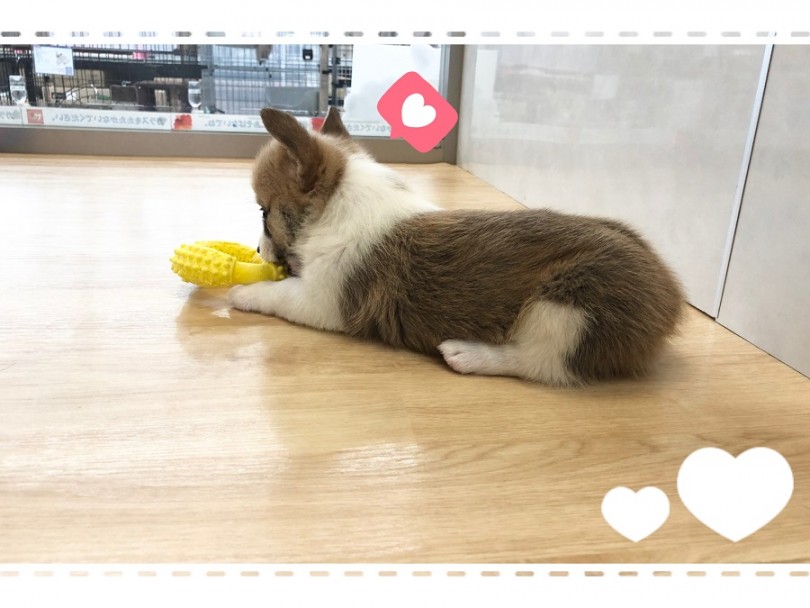 色んなおもちゃに興味津々！ | ウェルシュコーギーペンブローク （312046） - 横浜 港北ニュータウン店