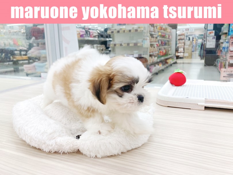 フレンドリーな気質！ムードメーカー的存在！ | MIX犬 マルシーズー （713817） - 横浜 鶴見店