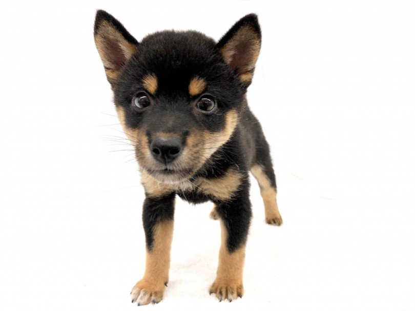 可愛らしいモチモチボディ | 柴犬 (118586) - 城山店
