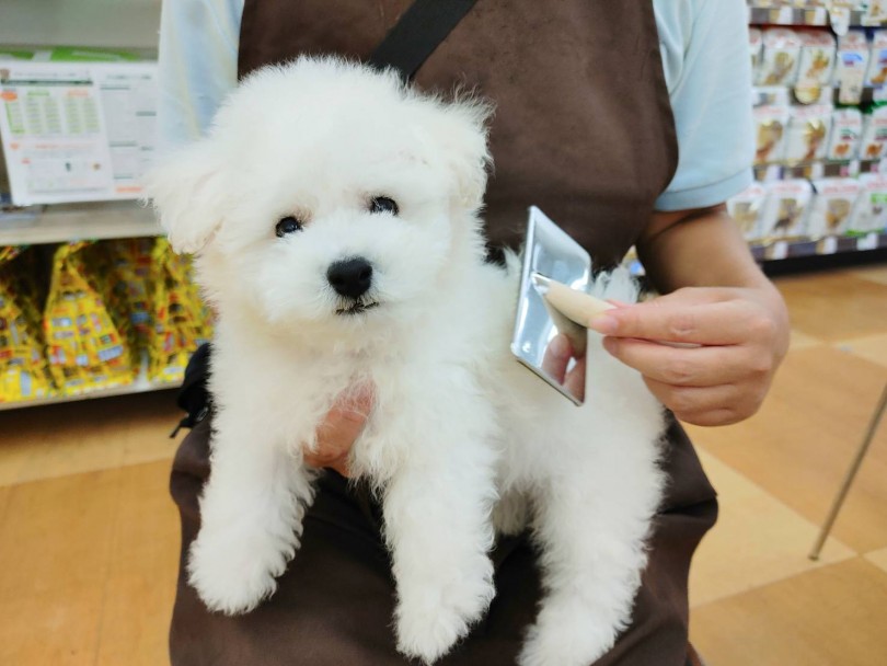毛が抜けにくい犬種のビションくんですがふわふわな被毛を保つためにも毎日のブラッシングはかかせません | ビションフリーゼ (116621) - 下丸子店