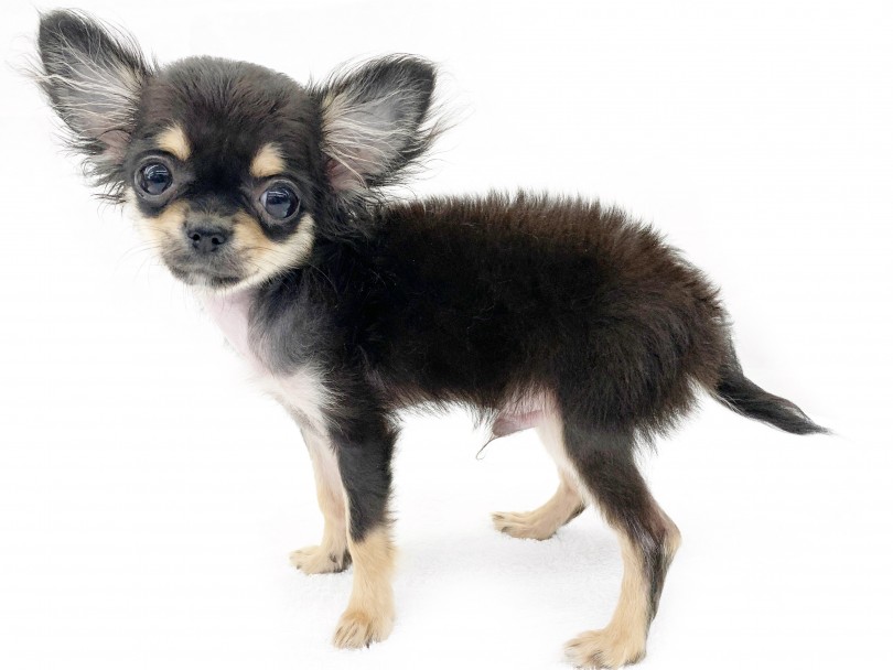 成犬時には2kg～2.5kgほどの小さめ体型 | チワワ （014380） - 東日暮里店