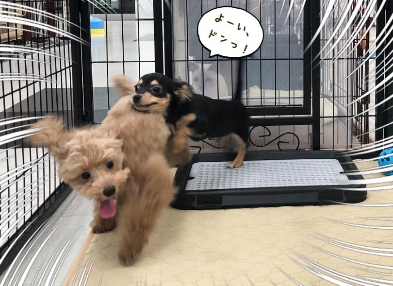 フレンドリーで明るく元気な、トイプーちゃん♪ | トイ・プードル （312023） - 横浜 港北ニュータウン店