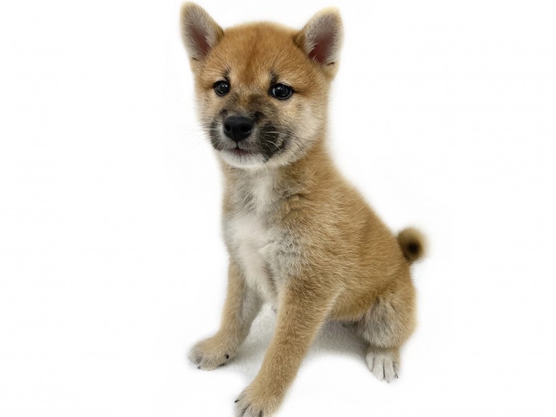 柴犬の常識を覆すほど甘えん坊な性格♡ | 柴犬 （130353） - 高井戸店