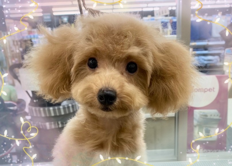 トイ・プードルちゃんの生後4ヶ月を過ぎた今の様子 | トイ・プードル （312023） - 横浜 港北ニュータウン店