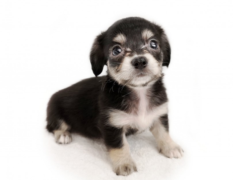 チワワちゃんの小ささ＆可愛さとダックスちゃんの短足＆人懐っこさ！ | MIX犬 チワックス （413045） - さいたま 武蔵浦和店