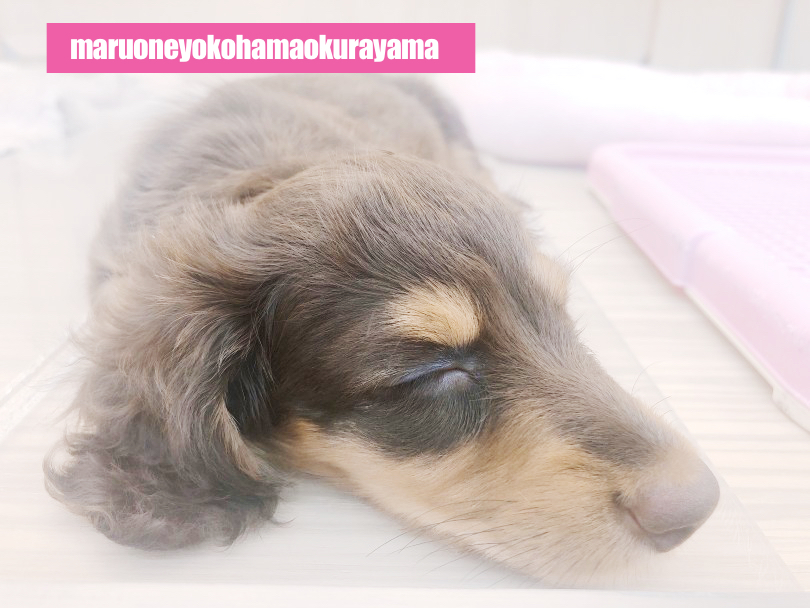 愛らしさと飼いやすさでとっても大人気の犬種 | ミニチュア・ダックスフント （6131056） - 横浜 大倉山店