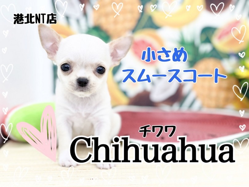 【 チワワ 】胴長短足！鼻ぺちゃ極上スムチーちゃん
