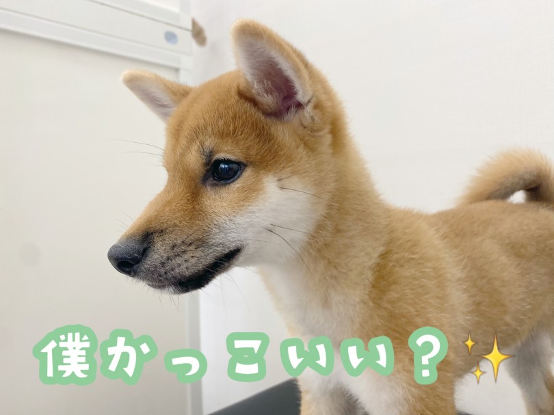 オオカミの様にカッコいいキツネ顔 | 柴犬 （512736） - 本羽田店