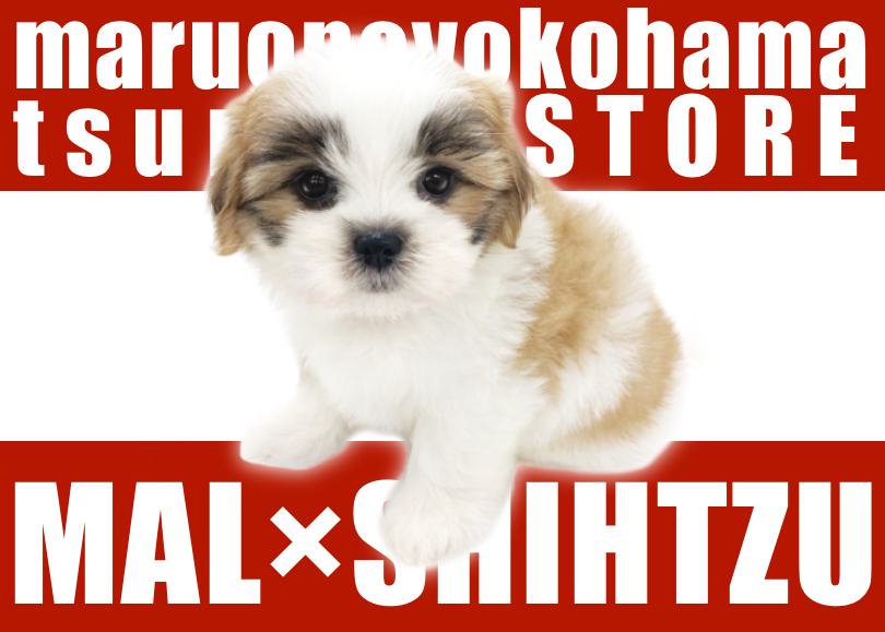 【 MIX 】太めの眉毛がばってん系！ユーモアたっぷりマルシーズー登場！
