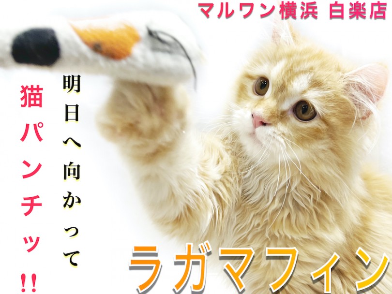【 ラガマフィン 】初めて飼う方必見！遊び好きでフレンドリーなぬいぐるみ猫！