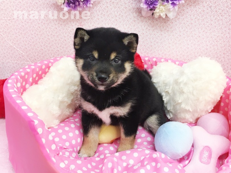 1度柴犬ワールドに入ってしまうと抜け出せない魅力がたっぷり♡ | マルワン犬図鑑 柴犬の魅力 - 横浜 大倉山店