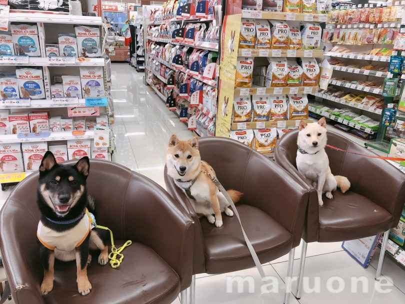 四色集められませんでした汗 | マルワン犬図鑑 柴犬の魅力 - 横浜 大倉山店