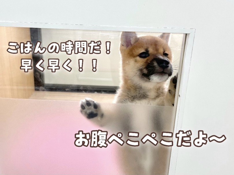 お迎え後も安心の食欲！これなら健康状態もバッチリ！ | 柴犬 （130353） - 高井戸店
