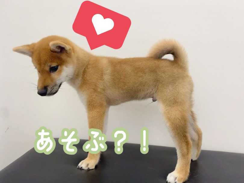 スラリとモデル体型な身体つき | 柴犬 （512736） - 本羽田店