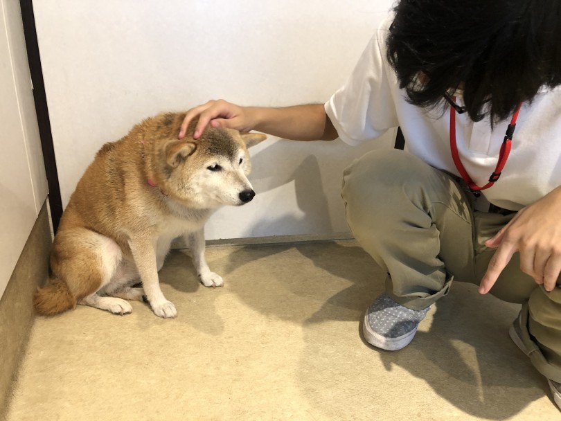 柴犬のさくらちゃんとご挨拶がし終わった後のコミュニケーションタイム | 職場体験レポート - 横浜 白楽店