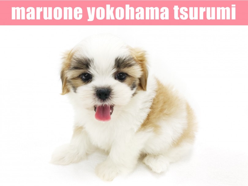 可愛さと華やかさを兼ね備えた素晴らしいマルシーズちゃんを是非一度ご覧になってみてください | MIX犬 マルシーズー （713817） - 横浜 鶴見店