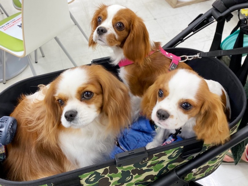 ブレンハイム | マルワン犬図鑑 キャバリア - 横浜 今宿店