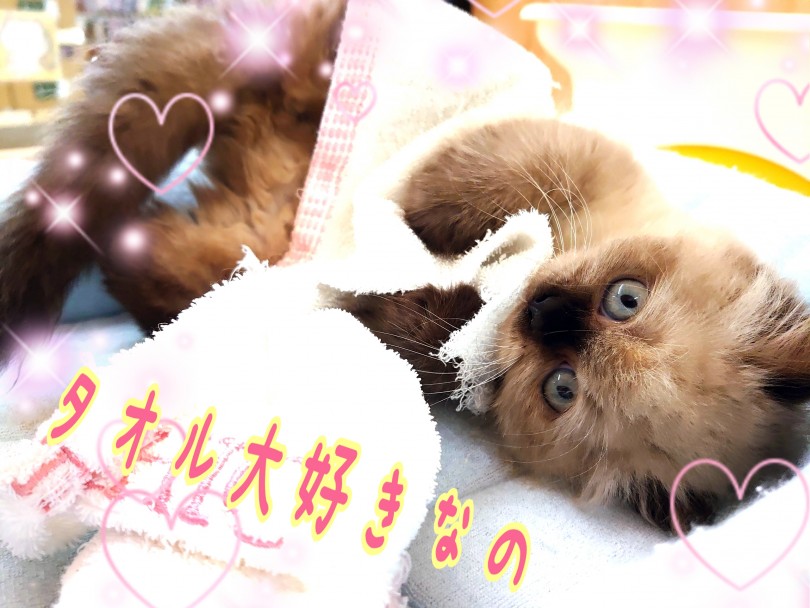 抜群の賢さでおっとりあまえんぼなヒマラヤンちゃん♪ | ヒマラヤン （130358） - 高井戸店