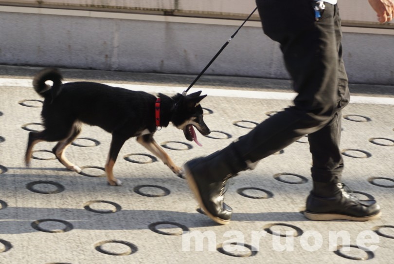 柴犬にとってお散歩はとても重要 | マルワン犬図鑑 柴犬の魅力 - 横浜 大倉山店