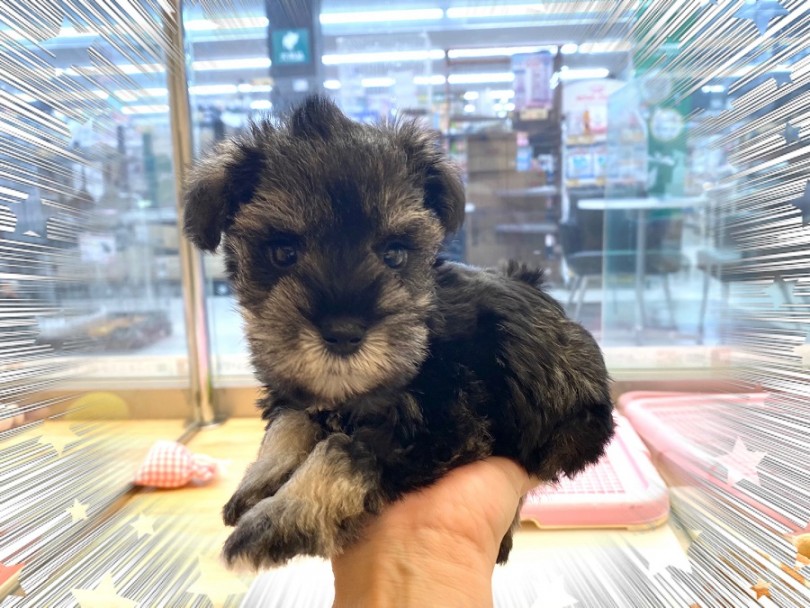 ミニマムサイズのシュナウザーちゃん | ミニチュア・シュナウザー （312047） - 横浜 港北ニュータウン店