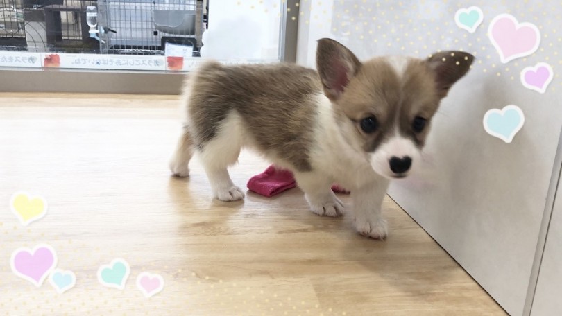 おトイレ成功率80%のコーギーちゃん | ウェルシュコーギーペンブローク （312046） - 横浜 港北ニュータウン店