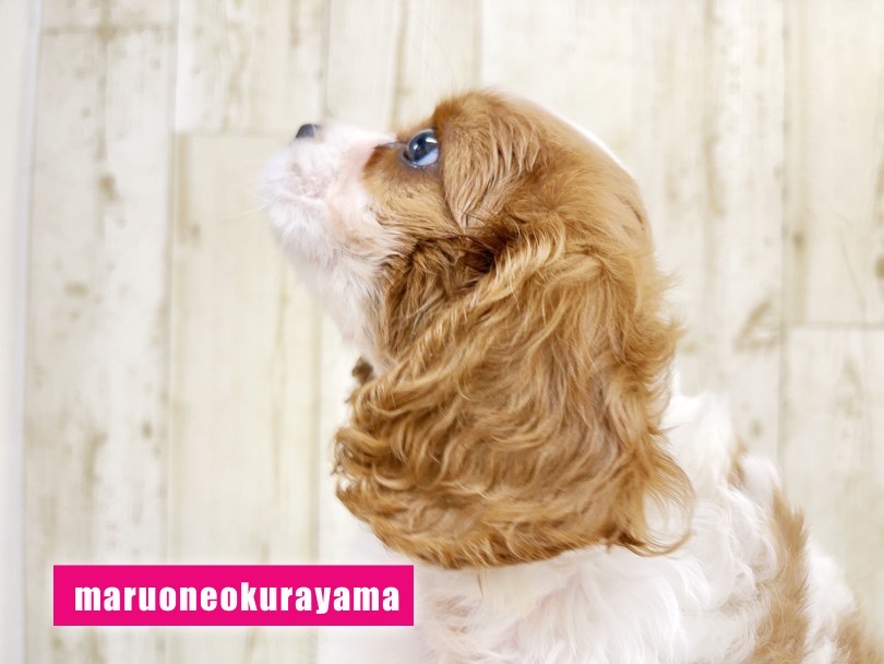 とってもカッコかわいい素敵な騎士様に会いに来てください♡ | キャバリア・キングチャールズ・スパニエル （6131062） - 横浜 大倉山店