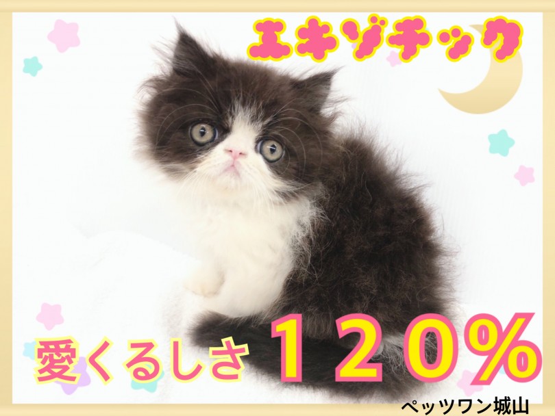 【 エキゾチック 】チャーミングフェイスプリンス！愛嬌たっぷりなふてニャン！