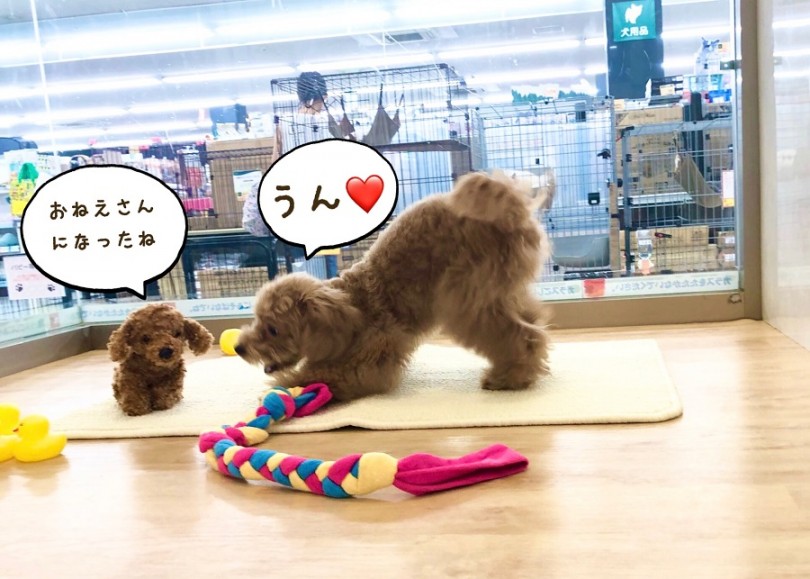 明るいアプリコットカラーに変化しました♡ | トイ・プードル （312023） - 横浜 港北ニュータウン店