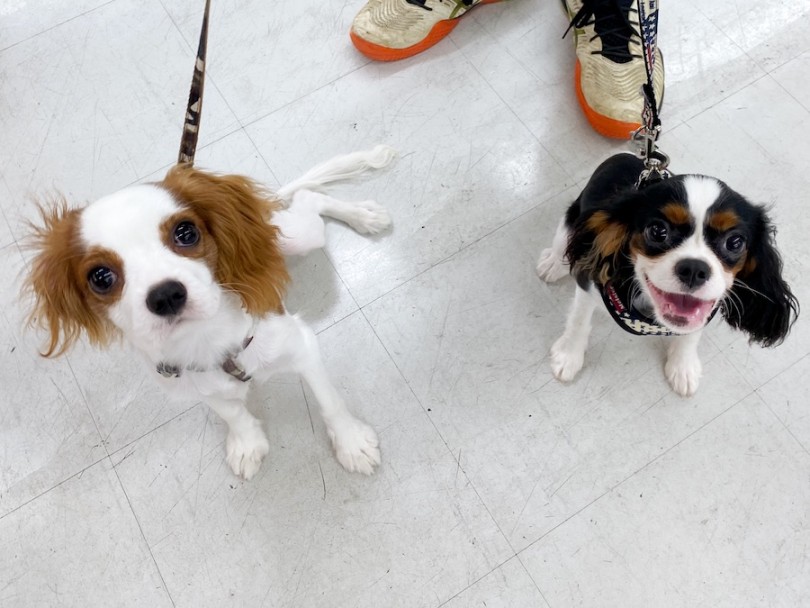 こんな方にこそキャバリアはおすすめの犬種 | マルワン犬図鑑 キャバリア - 横浜 今宿店