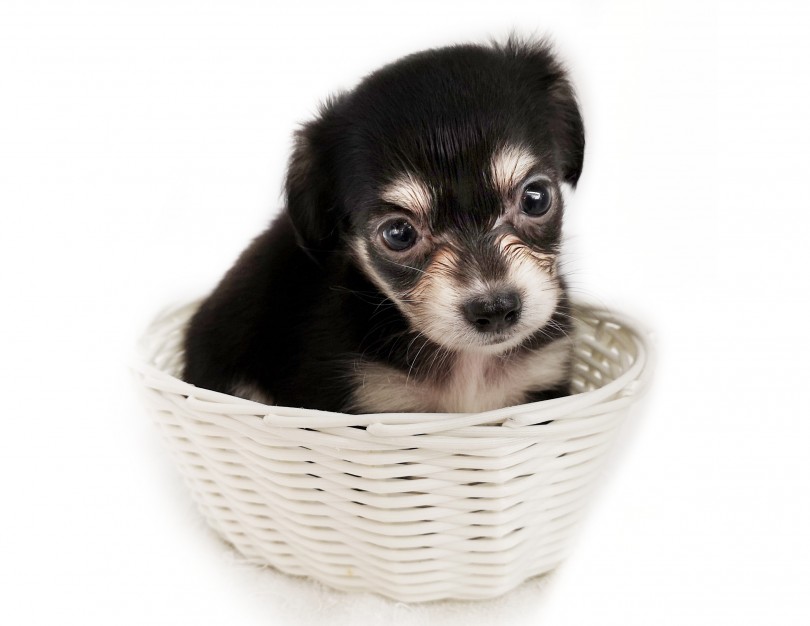 一緒に遊ぶときに気を付けたい！甘噛みしてきたらどうする？ | MIX犬 チワックス （413045） - さいたま 武蔵浦和店
