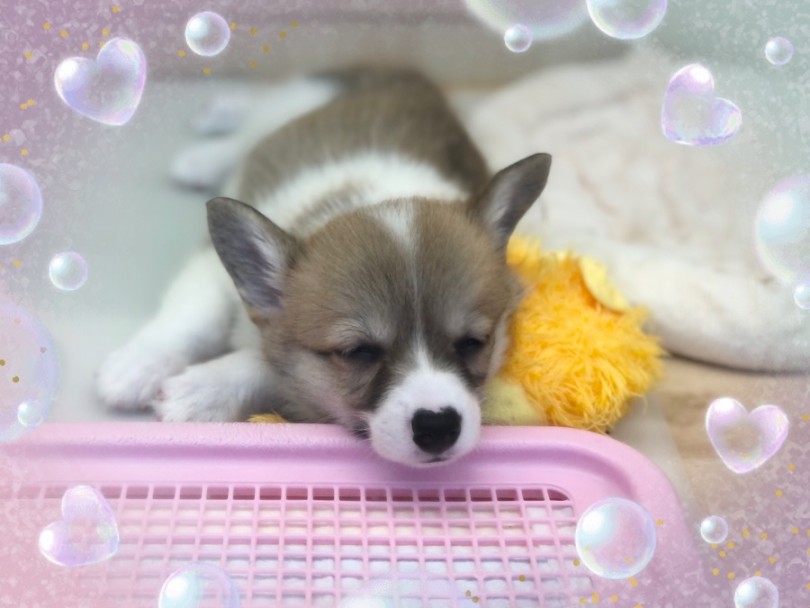 皆さまにお会いできる日を楽しみにしてまーす♪ | ウェルシュコーギーペンブローク （312046） - 横浜 港北ニュータウン店