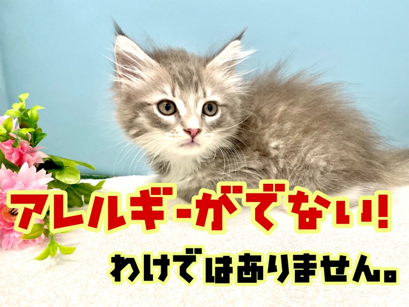 アレルギーが出づらい猫ちゃん | サイベリアン （150227） - 東川口店
