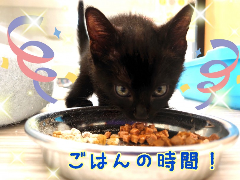 賢くて活発で遊び好きなボンちゃんはとっても人が大好き！ | ボンベイ （130362） - 高井戸店