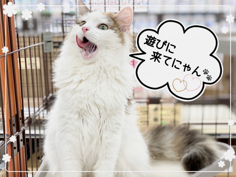 初めて飼う方、多頭飼いの方にもオススメの猫さんです | ノルウェージャンフォレストキャット （312052） - 横浜 港北ニュータウン店