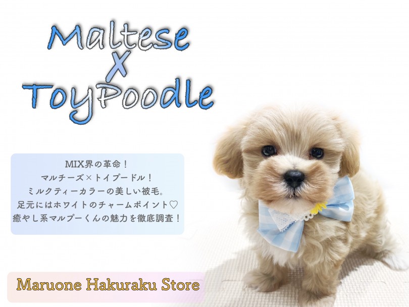 【 MIX 】小柄なドワーフ体型！集合住宅でも飼いやすさ抜群のマルプー！