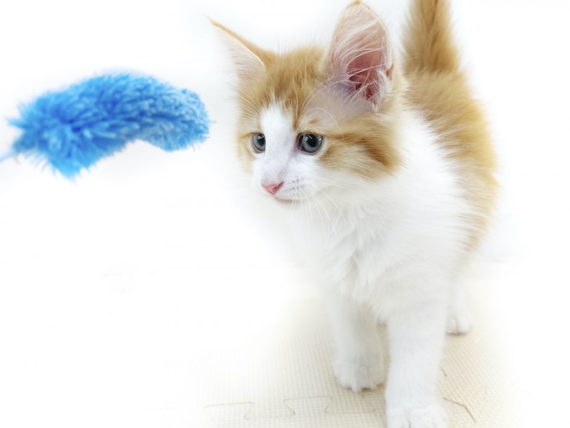 初めての猫じゃらし | ノルウェージャンフォレストキャット （814710） - 大和 相模大塚店