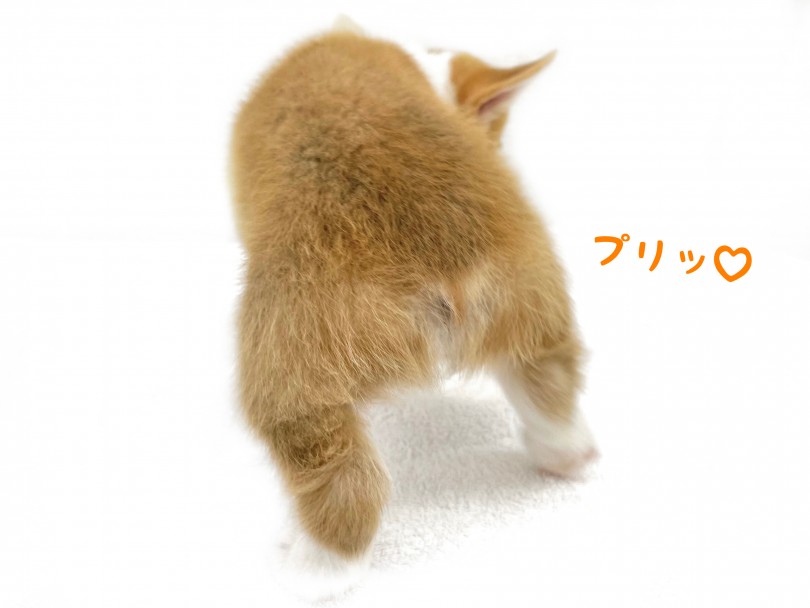 実はコーギーは2種類に分かれているんです！ | ウェルシュコーギーペンブローク （130369） - 高井戸店
