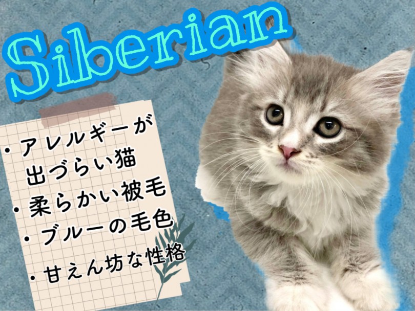 【 サイベリアン 】深く碧いブルータビーの毛に包まれた人気猫種！9/9最新情報