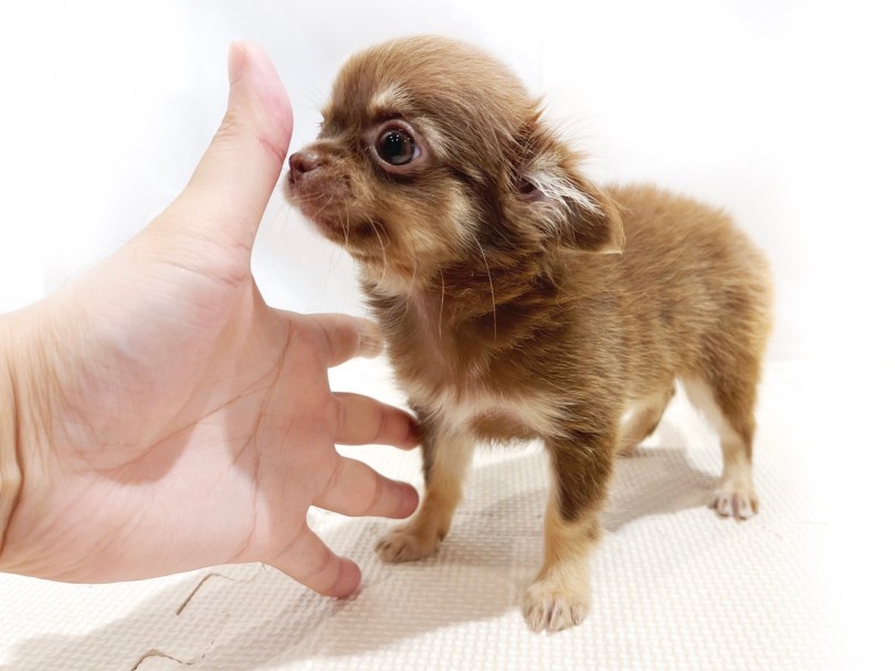 手のひら約20cmほどですが、それよりも少し小さいチワワちゃん | チワワ （11864） - 横浜 白楽店