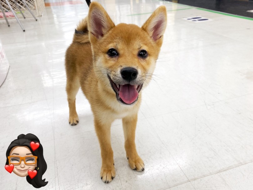 9/10現在の体重は3.5kg！ | 柴犬 （120416） - 横浜 今宿店