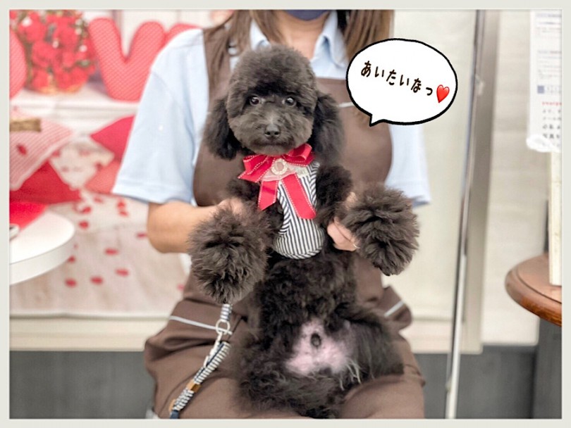 「この子に会いたい！」と思われた時はぜひ、ご連絡ください | トイ・プードル （312028） - 横浜 港北ニュータウン店