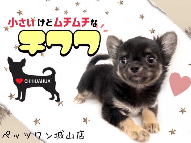 【 チワワ 】丸っこくてムッチリ体型だけど片手サイズのミニチワワ