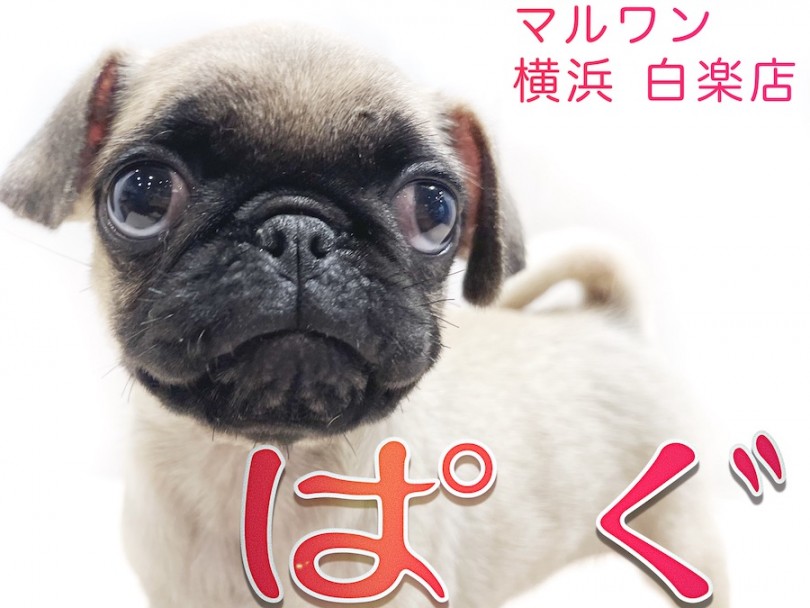 【 パグ 】お口がチャームポイント！ペチャ顔マニアが飼い方のコツをご紹介！